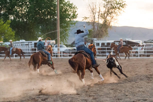 istock Rancher riding at speed to throw lasso around a calf 1023572712