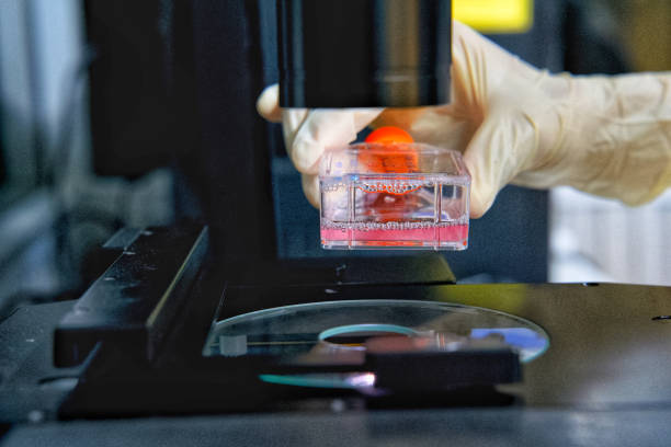 The researcher is using microscope with cell culture flask for monolayers cells in the culture medium to do the lab test in the research of drugs or chemicals at the laboratory room. el investigador está utilizando microscopio con matraz de cultivo celular para las células monocapas en el medio de cultivo para hacer la prueba de laboratorio en la investigación de medicamentos o productos químicos en la sala de laboratorio.