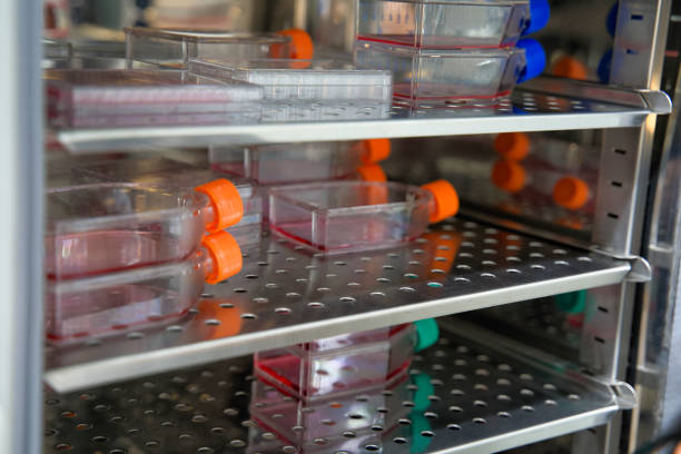 Cell culture flask in the incubator cabinet. Cell culture refers to the removal of cells from an animal or plant and their subsequent growth in a favorable artificial environment. stock photo