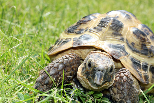 A Tortoise on green grass facing the camera.