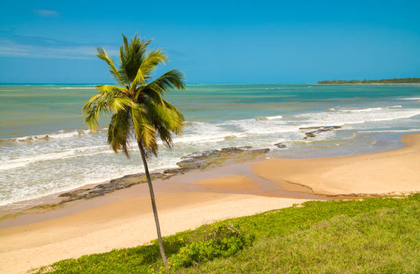 istock Japaratinga beach in Alagoas, Brazil 1023577032