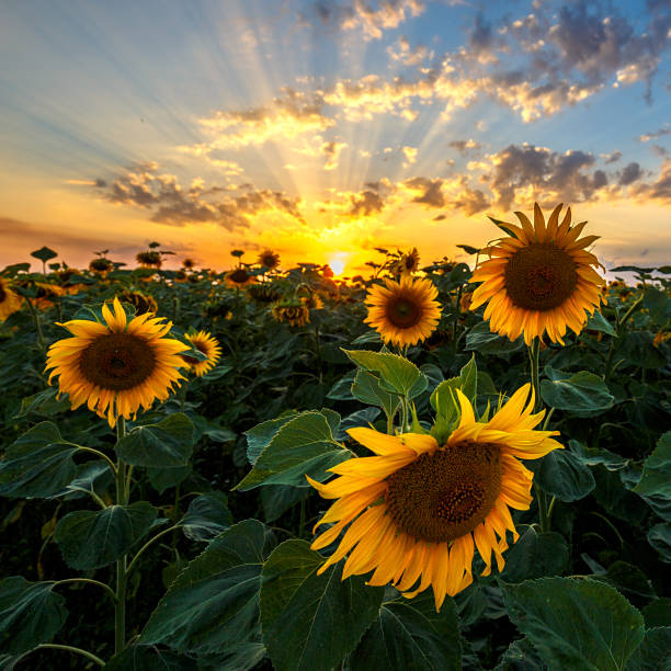 sommer landschaft: schönheit sonnenuntergang über sonnenblumen-feld - hayfield stock-fotos und bilder