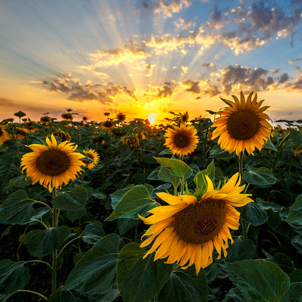 Summer landscape: beauty sunset over sunflowers field stock photo
