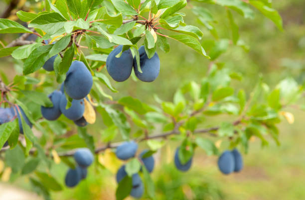 istock Blue plums grow on a tree with green leaves 1023580092