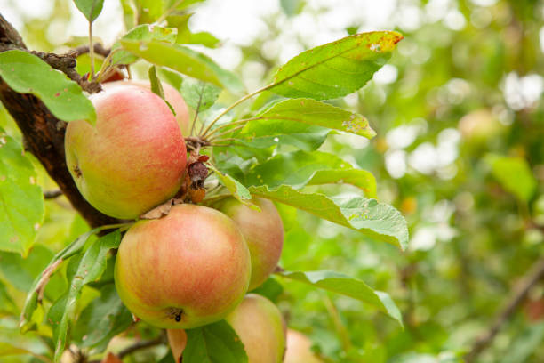 istock Apple tree with apples and green leaves 1023582374