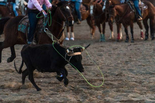 istock Calf running while lasso is going around it's neck 1023582566