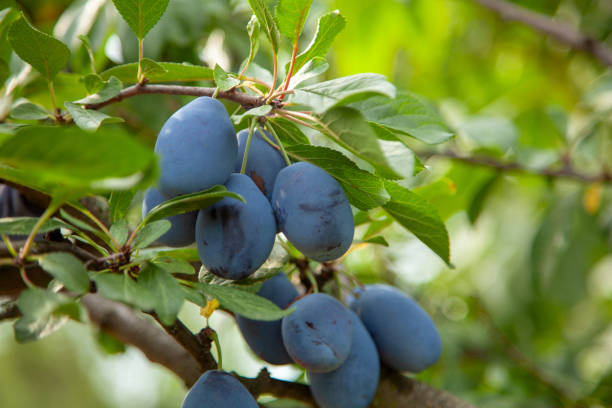 istock Blue plums grow on a tree with leaves 1023583090