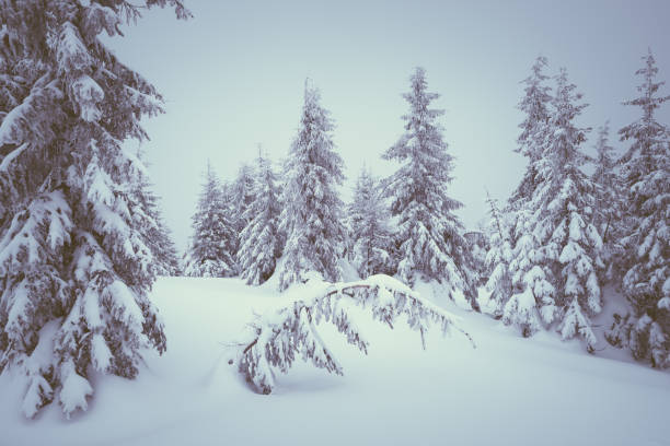 istock Snowy winter forest in the mountains 1023583416