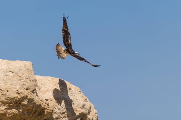 istock The eagle takes off from the rock 1023585778