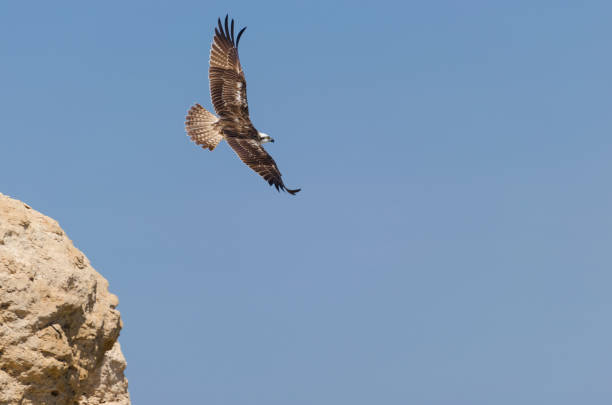 istock The eagle takes off from the rock 1023586922