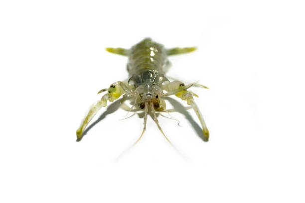 istock Close up Fresh mantis shrimp on white background 1023588136