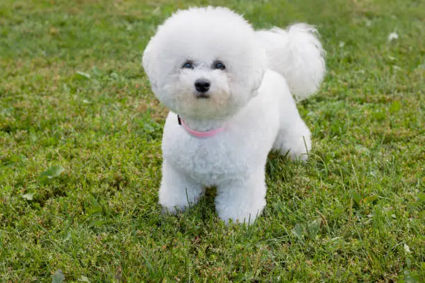 Cute bichon frise is looking at the camera. Pet animals. Purebred dog.