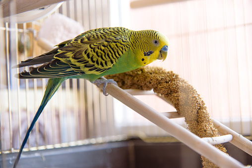 Parrot eats from dry ear grass. Cute green budgie sits in birdcage and pecks
