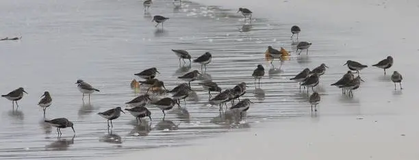 Photo of Sanderlings and dunlins