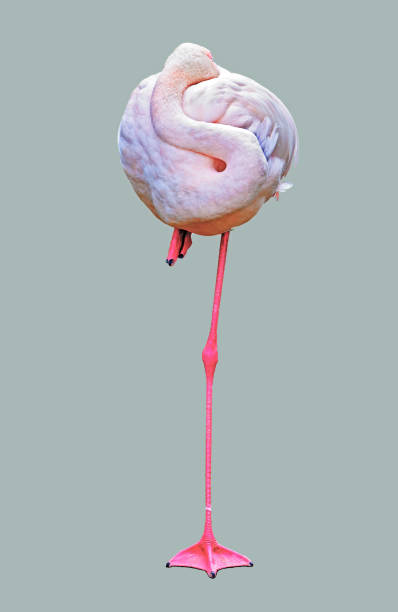 pink flamingo staying on one foot, isolated