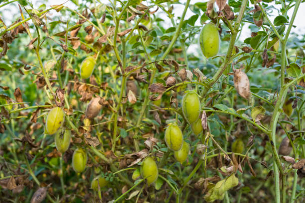 bohnen von bio kichererbsen, von krankheiten betroffen, nach einem verregneten sommer - cicer stock-fotos und bilder