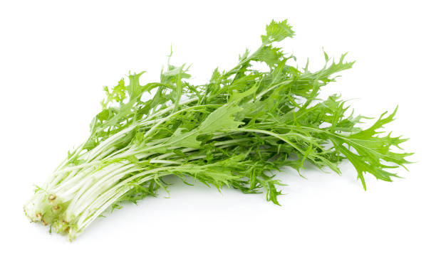 mizuna lettuce isolated japanese mustard, vegetable salad for good health on white background - japanese mustard imagens e fotografias de stock