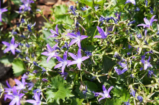 Campanula garganica or adriatic bellflower green flowers