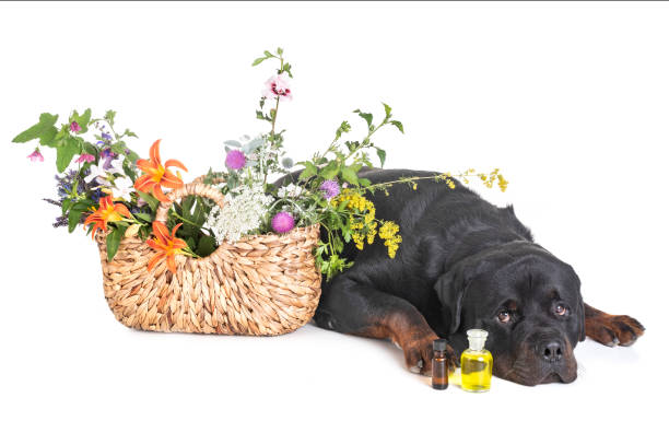 rottweiler y flores - oilcan fotografías e imágenes de stock