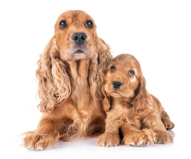istock puppy cocker spaniel and mother 1023602024