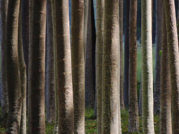 sie können nicht wegen den bäumen den wald sehen. - cant see the wood for the trees stock-fotos und bilder