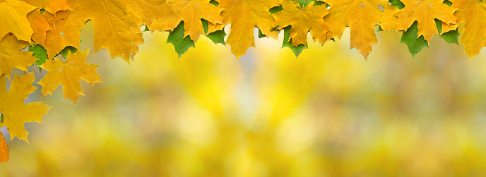 Autumn leaves on blurred bokeh background with empty space, border design panoramic banner
