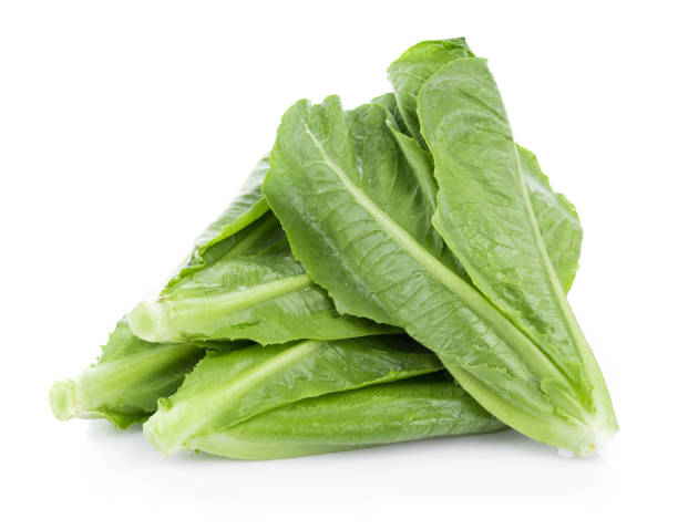 istock fresh cos lettuce isolated on white background 1023602926