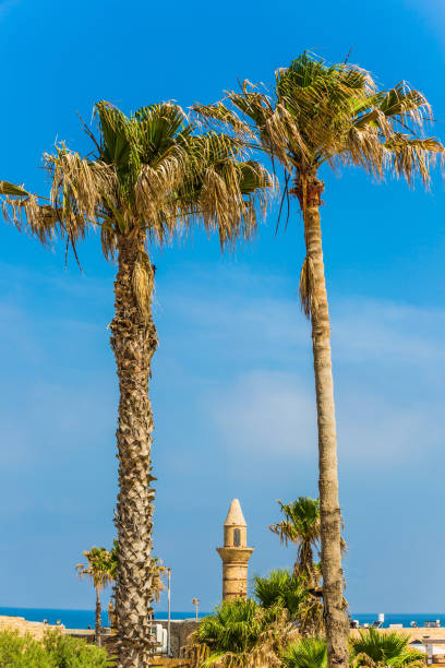 istock The palm trees and minaret 1023607740