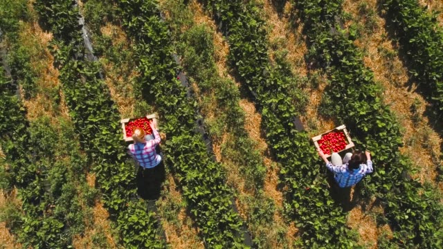 Two girls picking strawberries into a boxes at the field, drone view