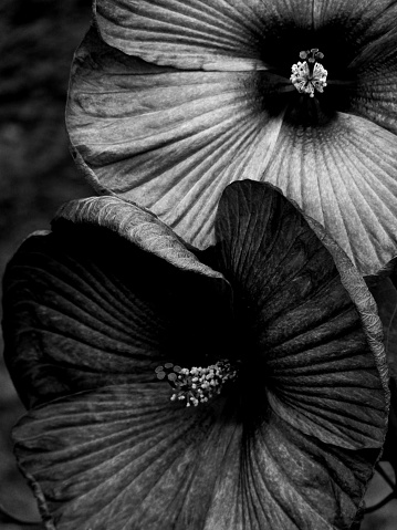 Closeup of a pair of large hibiscus flowers toned to a dramatic ebony to highlight their majestic aethestic