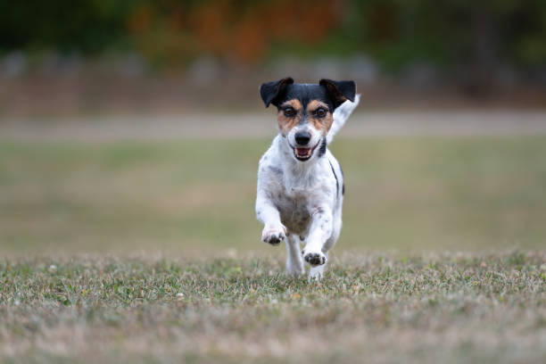 istock Dog Runs Over A Seared Dried Meadow In Summer - Jack Russell Terrier Bitch 1023612452