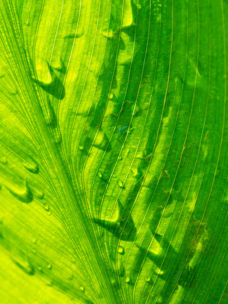 istock Close up view sunshine green leaf 1023612970