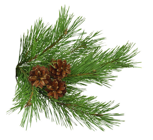 istock Pine branch with cones, isolated on white background without shadow. Christmas. Season. Nature. 1023616200
