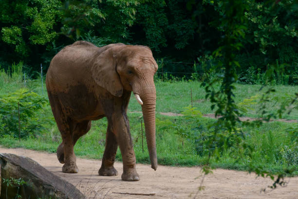 istock Big elephant on a green forest background 1023616956