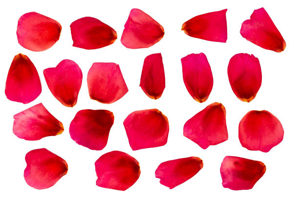 istock A set of rose petals. Red rose. 1023629734