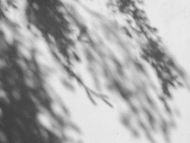 istock Black and White abstract background textuer of shadows leaf on a concrete wall 1023632174