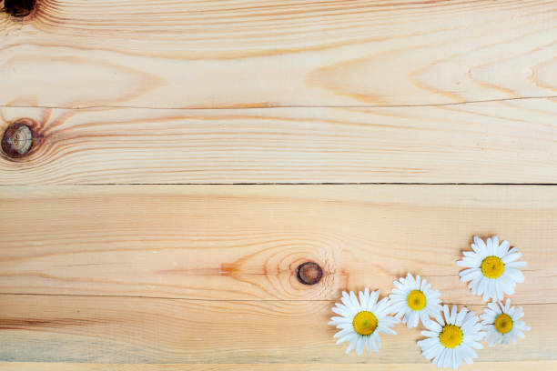Chamomile on wooden background with copy space