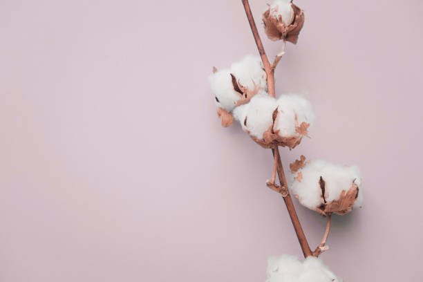 istock Cotton flower on pastel blue, minimal flatlay 1023635364
