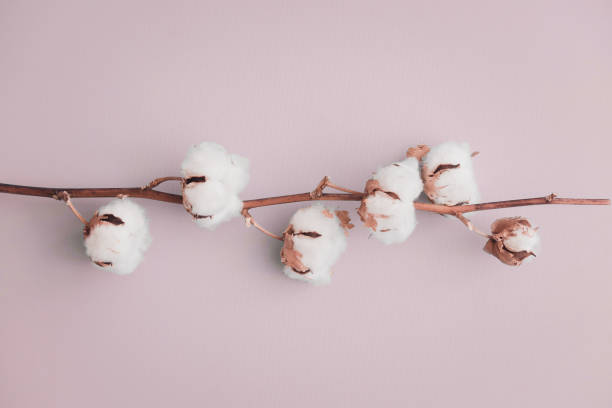 istock Cotton flower on pastel blue, minimal flatlay 1023635386