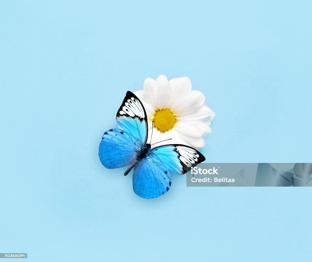 Bướm Xanh Trên Hoa Cúc Trắng Nền Xanh Dương Hình ảnh Sẵn có - Tải ...