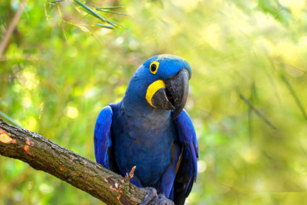 istock Blue parrot Ara Hyacinth macaw on the brunch 1023638574