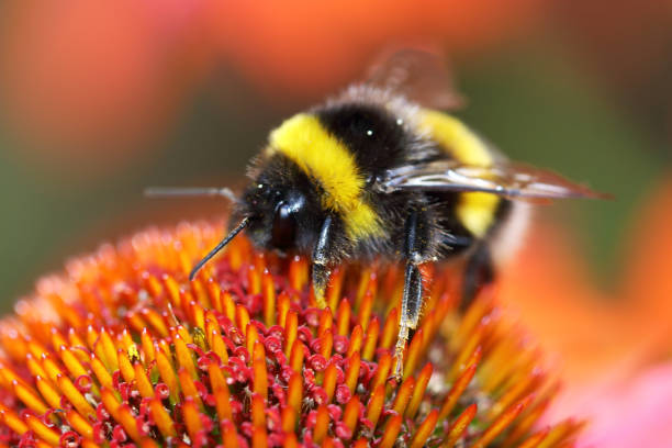 istock Bumblebee sucks nectar from the flower with her long tongue 1023638622