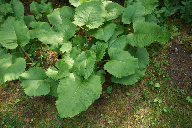Telekia speciosa Telekia speciosa plants telekia speciosa stock pictures, royalty-free photos & images