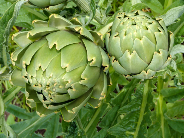 istock Flower buds in a garden. 1023639590