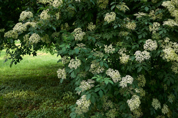 Sambucus nigra Sambucus nigra blooming sambucus nigra stock pictures, royalty-free photos & images