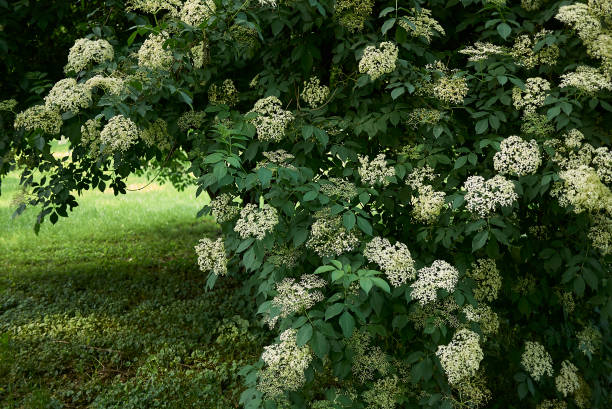 sambucus nigra - leaf tree maple leaf green - fotografias e filmes do acervo