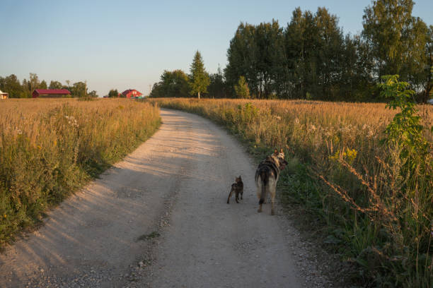 Goshka and dog walk together on the road
