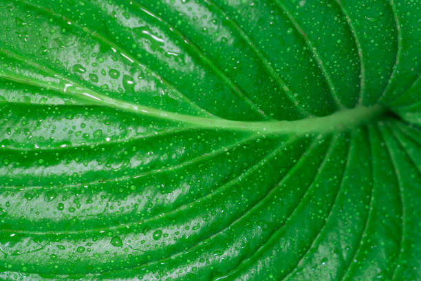 istock green leaves of Hosta 1023642712