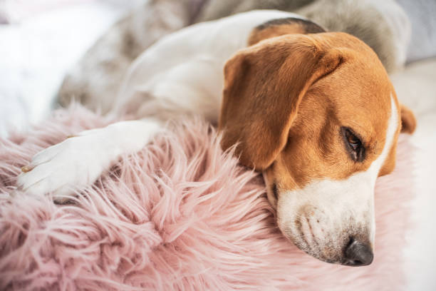 istock Beagle dog sleeps on sofa indoors Head closeup 1023645534