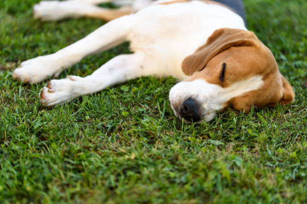 istock Cute beagle dog laying on side on grass outdoor sleeping 1023645674